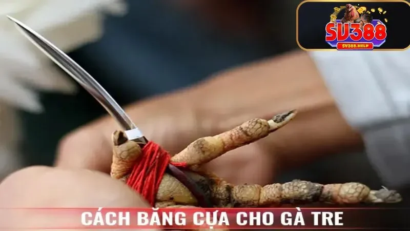 Bạn đã biết cách băng cựa cho gà trên chưa?