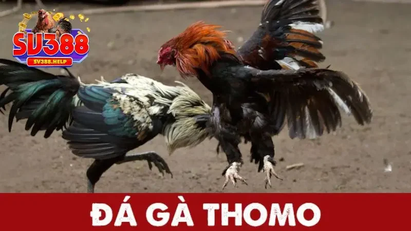 Khái quát về trường gà và luật đá gà Thomo