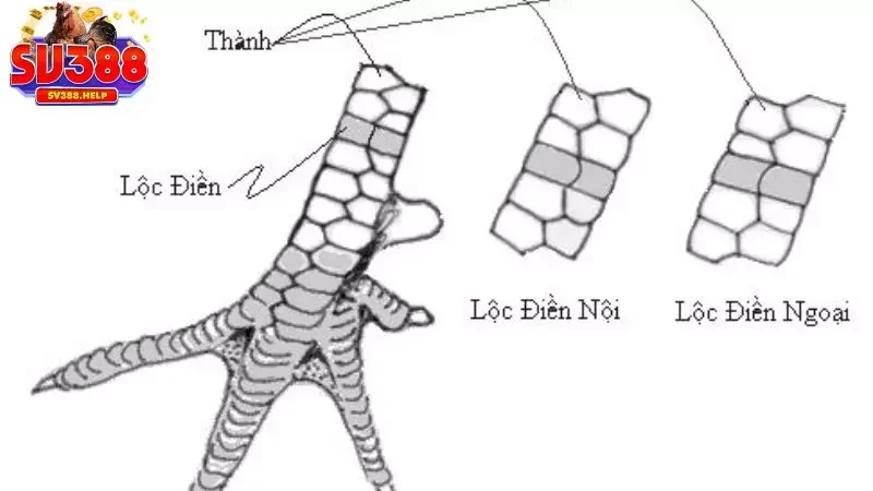 Thế nào là một vảy gà lộc điền xịn?